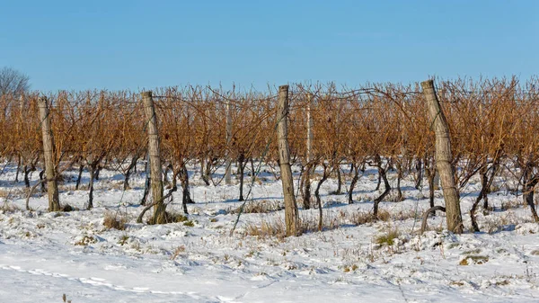 stock image Vineyard Covered With Snow at Winter