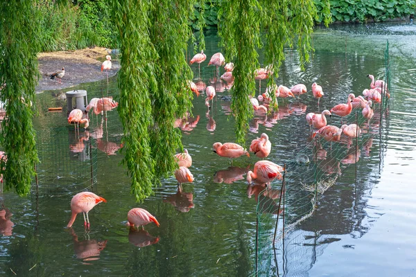 Pink Flamingos Birds Water Pond — Stock Photo, Image