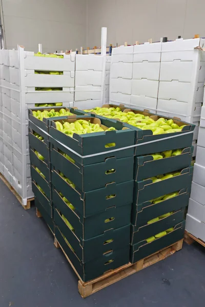 Pimientos Verdes Cajas Almacén Almacenamiento Paletas —  Fotos de Stock