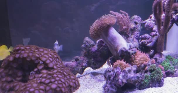 Подводный Декор Аквариумных Коралловых Рифов — стоковое видео
