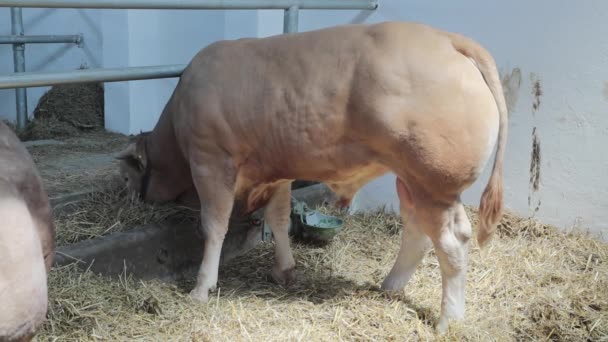 Big Brown Bull Csűrben Szarvasmarha Farmon — Stock videók