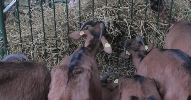 Cabras Marrones Comiendo Heno Granja — Vídeo de stock