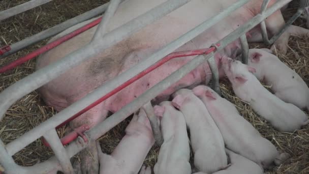 Grote Zeug Zuigende Biggen Kraamhok Boerderij — Stockvideo