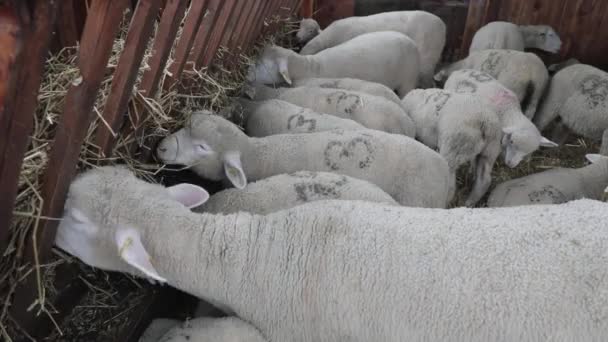 Sheep Eating Hay Pen Animal Farm — Stock Video