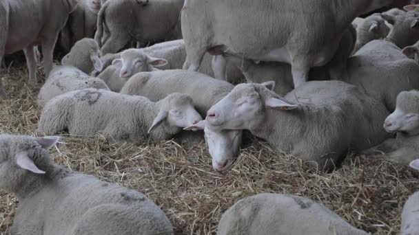 Sheep Laying Cote Animal Farm — Stok Video