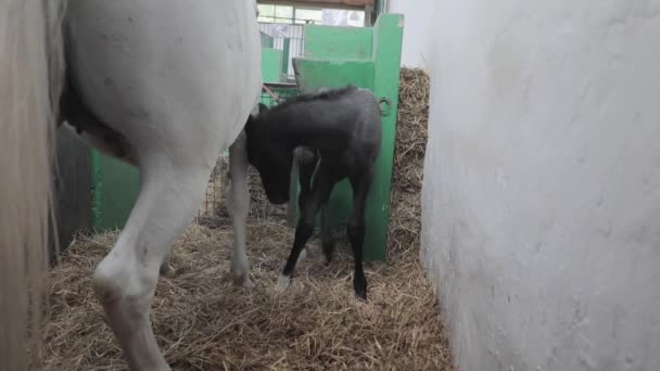 Cheval Poulain Noir Nouveau Écurie Agricole — Video