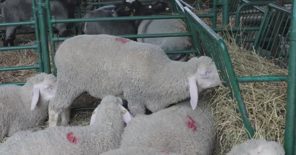 Вівці Овечці Їдять Геї Колгоспі Тварин — стокове відео