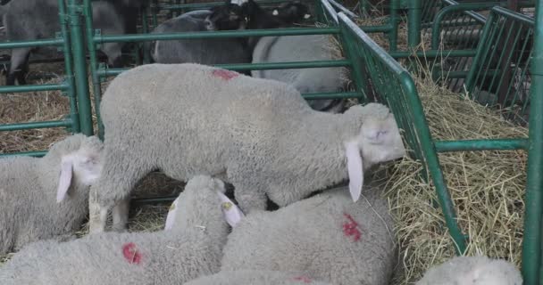 Moutons en enclos Manger du foin à la ferme animale 