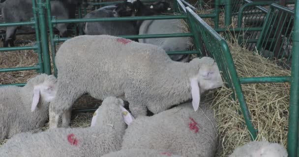 Ovinos Pen Eating Hay Fazenda Animal — Vídeo de Stock