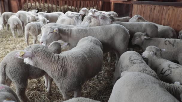 Ovinos Domésticos Caneta Fazenda Animal — Vídeo de Stock