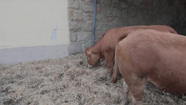 Dos Grandes Vacas Marrones Granja Ganado — Vídeos de Stock