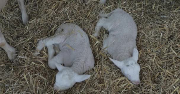 農場でヘイに寝そべっている2匹の新生児の子羊 — ストック動画