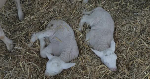 Två Nyfödda Lamm Som Ligger Gården — Stockvideo