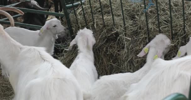 Λευκά Κατσίκια Παιδιά Στο Cote Στη Φάρμα Των Ζώων — Αρχείο Βίντεο