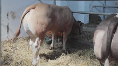 Sığır Çiftliğindeki Kahverengi Boğa