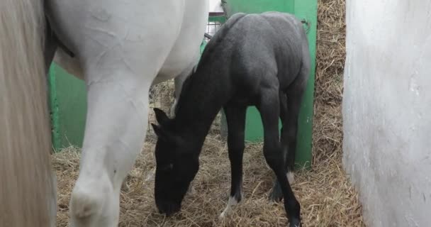 Zwart Veulen Paard Met Moeder Boerderij Stallen — Stockvideo