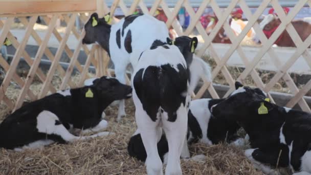 Novorozené Krávy Stáji Chovatelské Farmě — Stock video