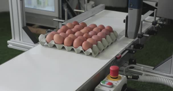 Coding Date Eggs Carton Conveyor Belt — Stock Video