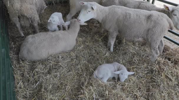 Agnello Appena Nato Sdraiato Nel Fieno Presso Fattoria Degli Animali — Video Stock