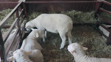 Hayvansal çiftlikte kalem yerli koyun
