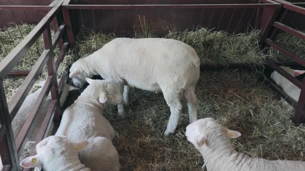 Ovinos Domésticos Caneta Fazenda Animal — Vídeo de Stock