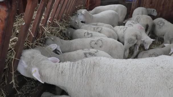 Owce Zjadające Siano Zagrodzie Dla Zwierząt — Wideo stockowe