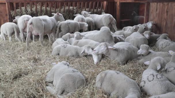 Πρόβατα Που Βρίσκονται Στο Cote Στο Αγρόκτημα — Αρχείο Βίντεο