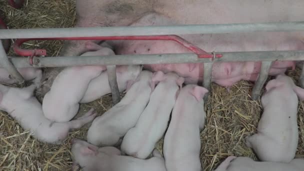 Sající Selata Porodních Kotcích Moderní Farmě — Stock video