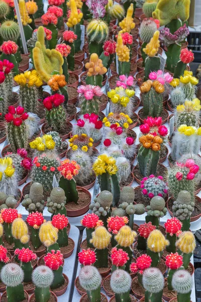 Fiorista Cactus Piante Fiori Colorati — Foto Stock