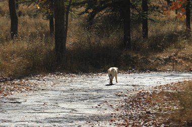 Sonbahar atmosferde çekip, bir köpek.