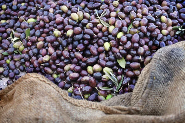 市場でのオリーブの収穫 — ストック写真