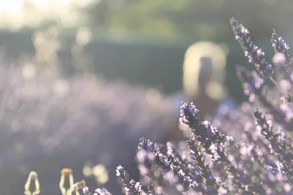 Lavendelblüten vor weichem Hintergrund. — Stockfoto