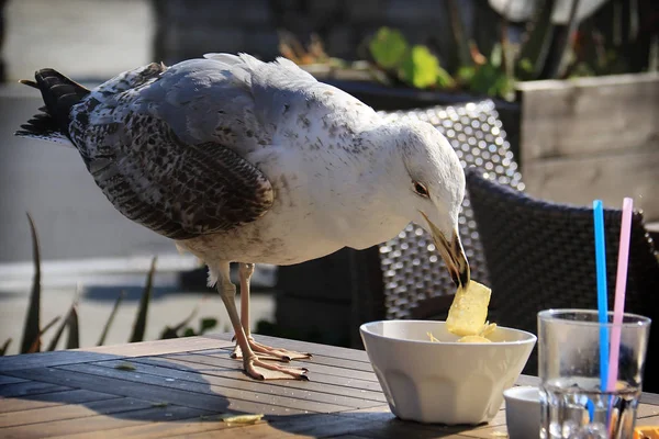 Gaivota comendo batatas fritas — Fotografia de Stock