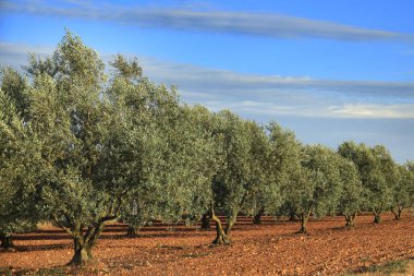 zeytin ağacı koru