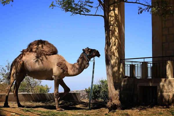 Camel Tied to a Tree — Stock Photo, Image