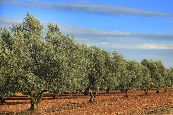 Olive Tree Grove — Stock Photo, Image