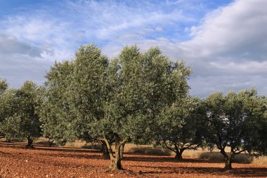 zeytin ağaçları grove