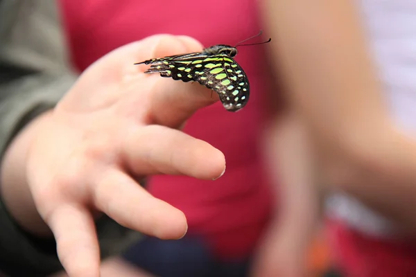 Kelebek kız parmakları — Stok fotoğraf