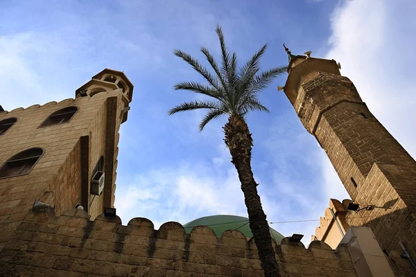 Palme und Moschee — Stockfoto