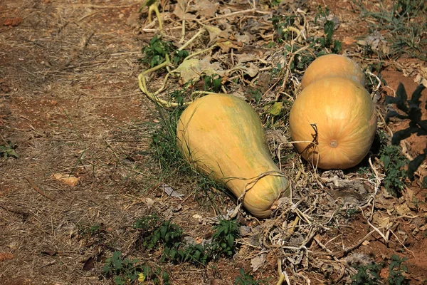 Oljeväxtfrukter — Stockfoto