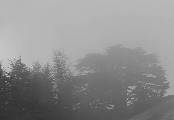Cedros y niebla —  Fotos de Stock