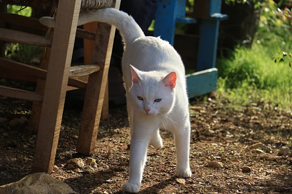 Gatto con eterocromia in giardino — Foto Stock