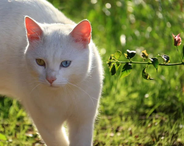 Bellissimo gatto eterocromatico — Foto Stock