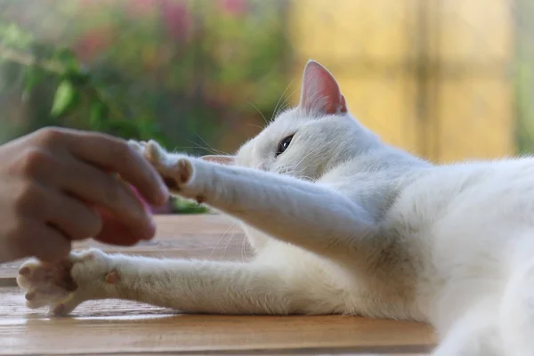 Gato Blanco Jugando Con Mano Hombre —  Fotos de Stock