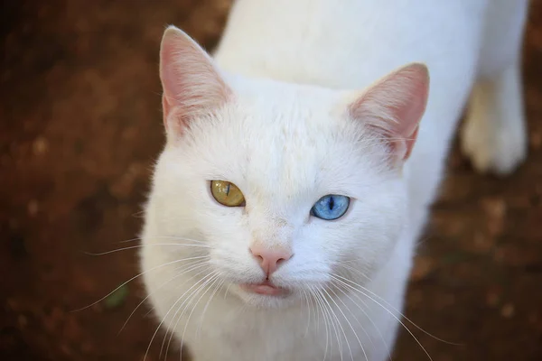 Gatto eterocromatico — Foto Stock