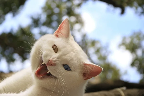 Gatto eterocromatico arrabbiato — Foto Stock