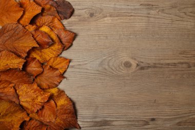 Arka plan üzerinde sonbahar yaprakları