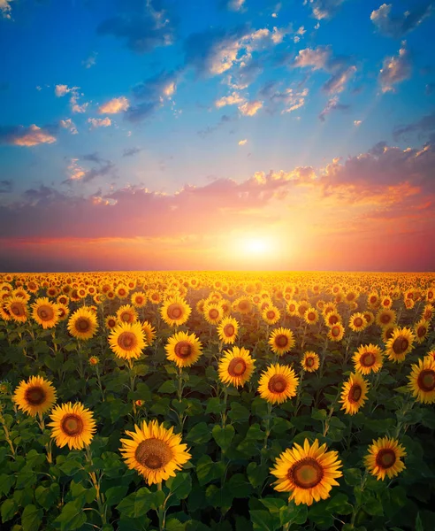 gün batımında ayçiçeği