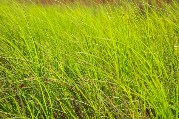 Cañas primer plano — Foto de Stock