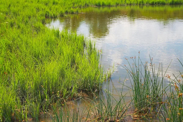 Schilf am Teich — Stockfoto